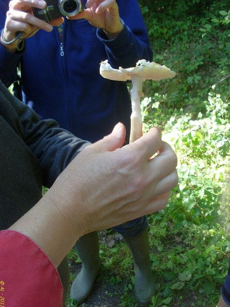 2011 07  Myco bois des Plainvaux 07